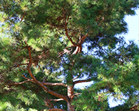 교목 소나무 이미지