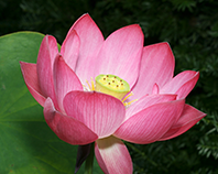 교화 연꽃 이미지