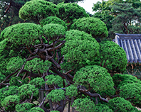 교목 향나무 이미지